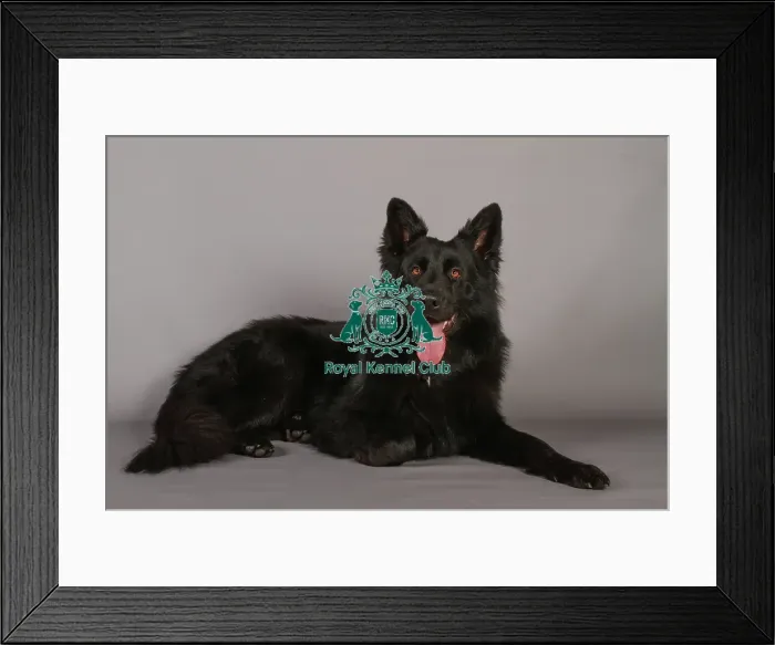 Framed Print : German Shepherd Dog Framed Print : German Shepherd Dog