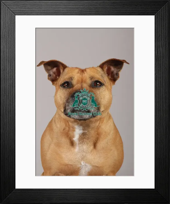Framed Print : Staffordshire Bull Terrier