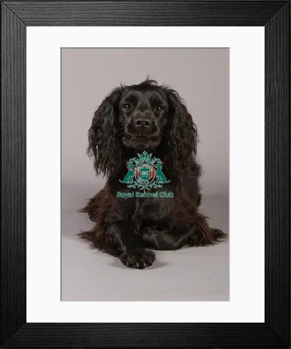 Framed Print : Spaniel (English Cocker)