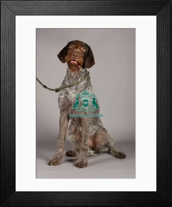 Framed Print : German Wirehaired Pointer Framed Print : German Wirehaired Pointer