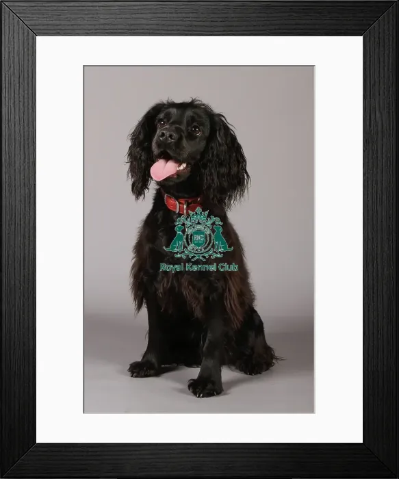 Framed Print : Spaniel (English Cocker) Framed Print : Spaniel (English Cocker)