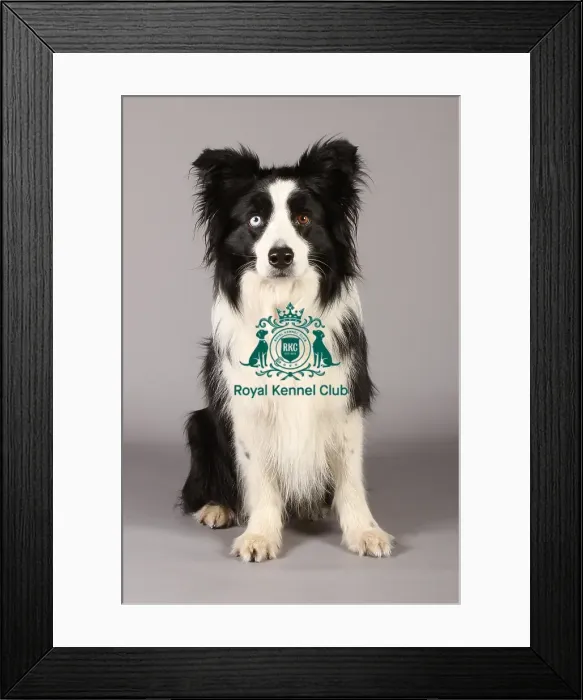 Framed Print : Border Collie