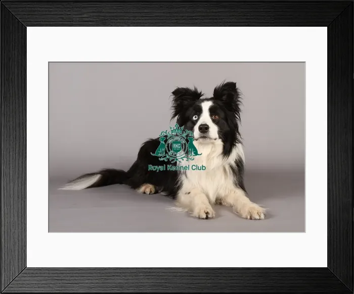 Framed Print : Border Collie Framed Print : Border Collie