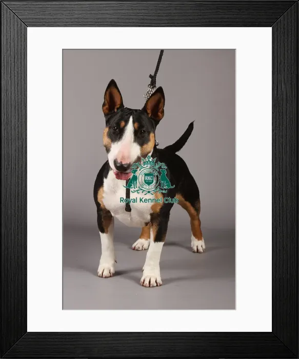 Framed Print : Bull Terrier Framed Print : Bull Terrier