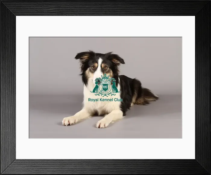 Framed Print : Border Collie