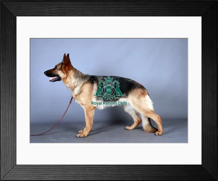Framed Print : German Shepherd Dog (Alsation)