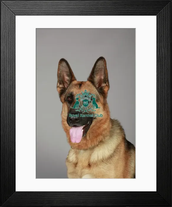 Framed Print : German Shepherd Dog (Alsation) Framed Print : German Shepherd Dog (Alsation)