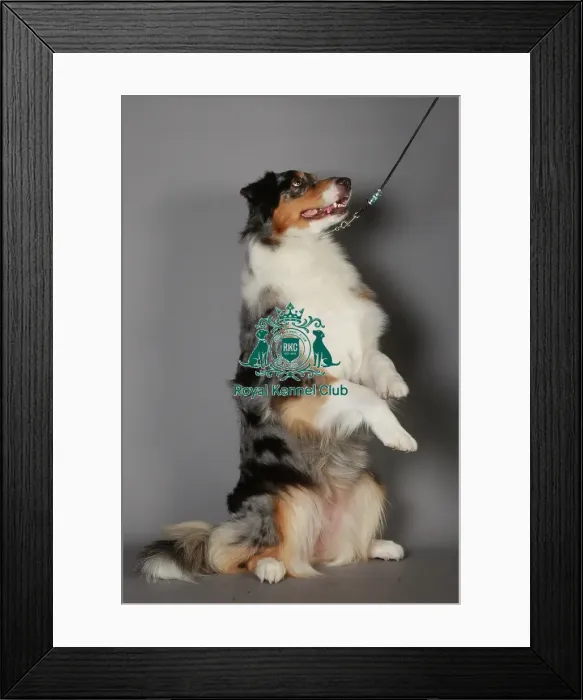 Framed Print : Australian Shepherd Framed Print : Australian Shepherd