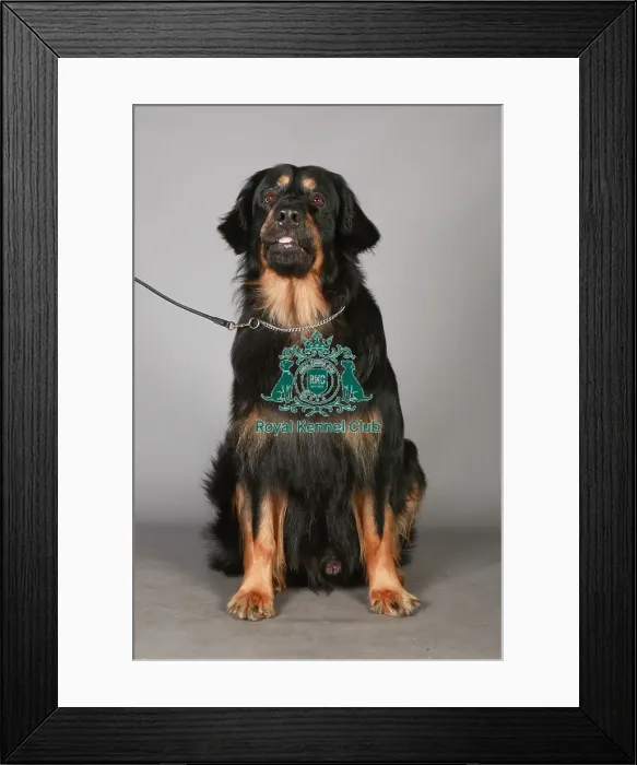 Framed Print : Hamiltonstovare