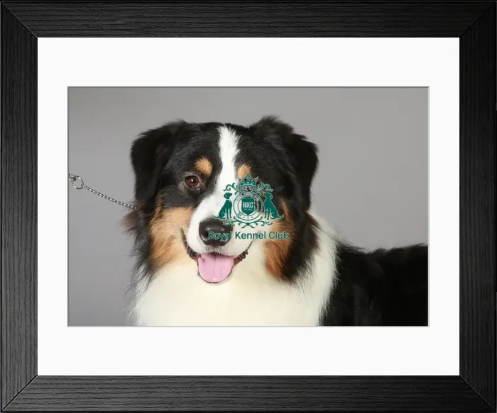 Framed Print : Australian Shepherd
