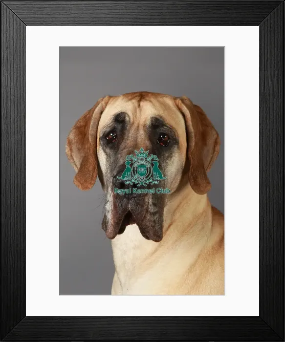 Framed Print : Crufts 2013, Great Dane, nick ridley, portrait, KCPL, working group, stock images Framed Print : Crufts 2013, Great Dane, nick ridley, portrait, KCPL, working group, stock images