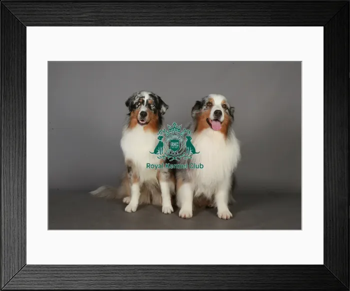 Framed Print : Australian Shepherd, Crufts 2013, portrait, pastoral, nick ridley, KCPL, stock images Framed Print : Australian Shepherd, Crufts 2013, portrait, pastoral, nick ridley, KCPL, stock images
