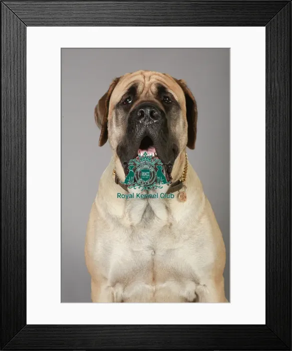 Framed Print : Crufts 2013, English Mastiff, working group, portrait, nick ridley, stock images Framed Print : Crufts 2013, English Mastiff, working group, portrait, nick ridley, stock images