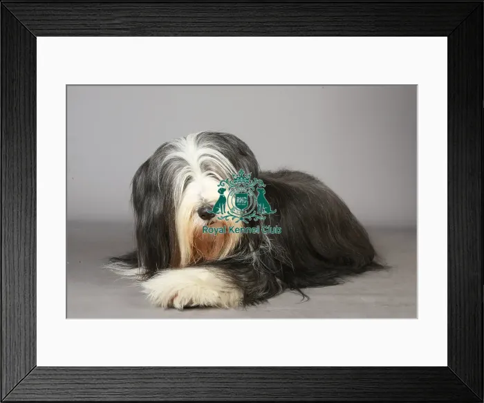 Framed Print : Bearded Collie, Crufts 2013, portrait, pastoral, nick ridley, stock images, KCPL Framed Print : Bearded Collie, Crufts 2013, portrait, pastoral, nick ridley, stock images, KCPL