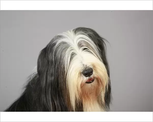 Bearded Collie, Crufts 2013, portrait, pastoral, stock images, KCPL, nick ridley