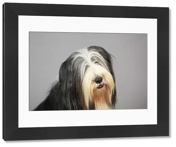 Bearded Collie, Crufts 2013, portrait, pastoral, stock images, KCPL, nick ridley