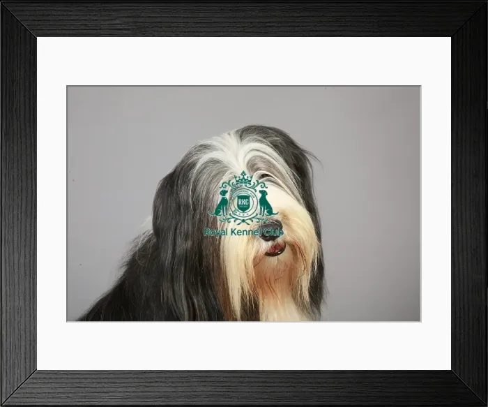 Framed Print : Bearded Collie, Crufts 2013, portrait, pastoral, stock images, KCPL, nick ridley Framed Print : Bearded Collie, Crufts 2013, portrait, pastoral, stock images, KCPL, nick ridley