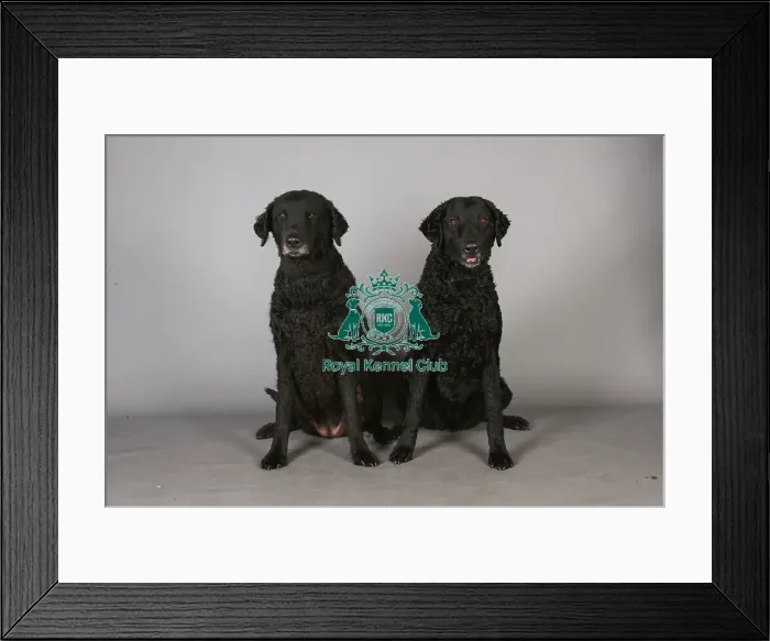 Framed Print : Crufts 2013, Curly coated retriever, gundog, portrait, nick ridley, stock images Framed Print : Crufts 2013, Curly coated retriever, gundog, portrait, nick ridley, stock images