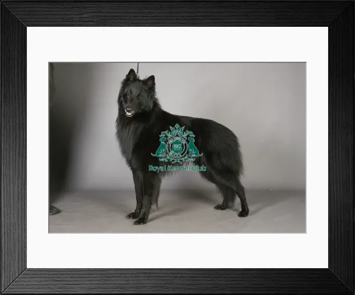 Framed Print : Belgian Shepherd Dog Groenendael, Crufts 2013, pastoral, portrait, nick ridley, stock images Framed Print : Belgian Shepherd Dog Groenendael, Crufts 2013, pastoral, portrait, nick ridley, stock images