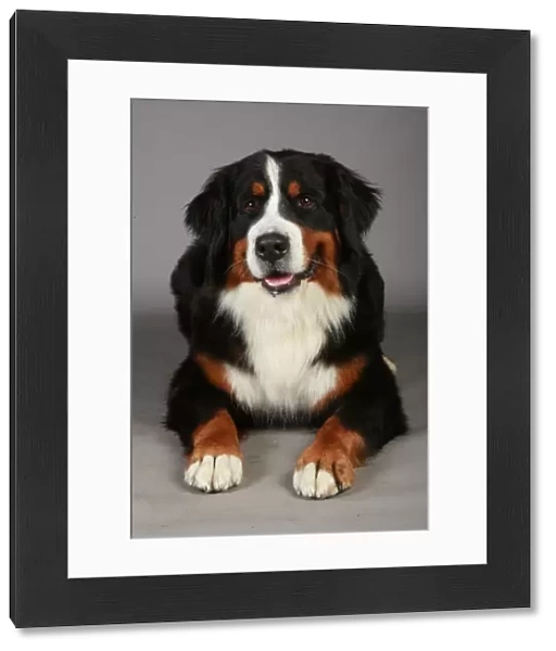 Bernese Mountain Dog, Crufts 2013, working group, portrait, nick ridley, KCPL, stock images