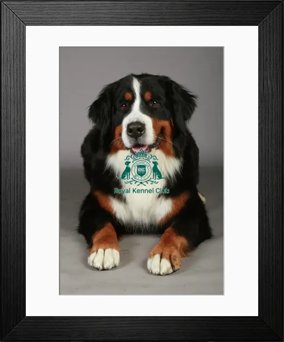 Framed Print : Bernese Mountain Dog, Crufts 2013, working group, portrait, nick ridley, KCPL, stock images Framed Print : Bernese Mountain Dog, Crufts 2013, working group, portrait, nick ridley, KCPL, stock images