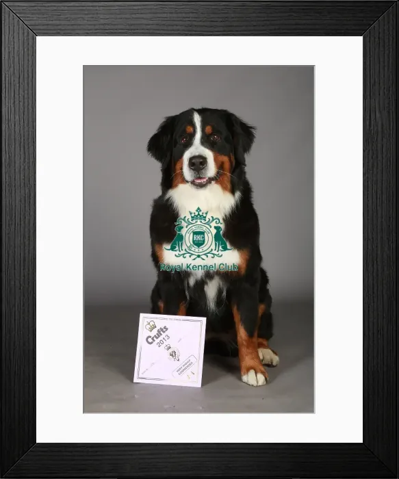 Framed Print : Bernese Mountain Dog, Crufts 2013, working group, nick ridley, portrait, certificate Framed Print : Bernese Mountain Dog, Crufts 2013, working group, nick ridley, portrait, certificate