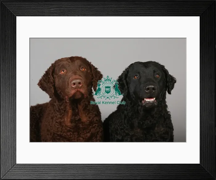 Framed Print : Crufts 2013, Curly coated retriever, gundog, portrait, nick ridley, stock images Framed Print : Crufts 2013, Curly coated retriever, gundog, portrait, nick ridley, stock images