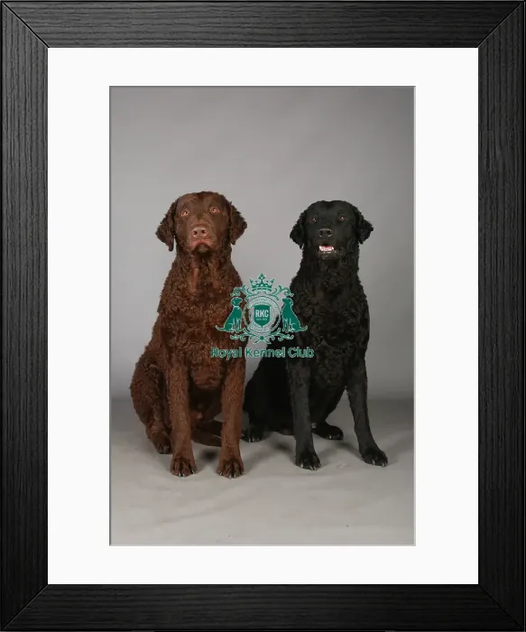 Framed Print : Crufts 2013, Curly coated retriever, gundog, portrait, nick ridley, stock images Framed Print : Crufts 2013, Curly coated retriever, gundog, portrait, nick ridley, stock images