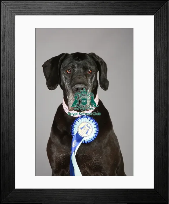 Framed Print : Crufts 2013, Great Dane, working group, stock images, portrait, rosette, KCPL, nick ridley Framed Print : Crufts 2013, Great Dane, working group, stock images, portrait, rosette, KCPL, nick ridley