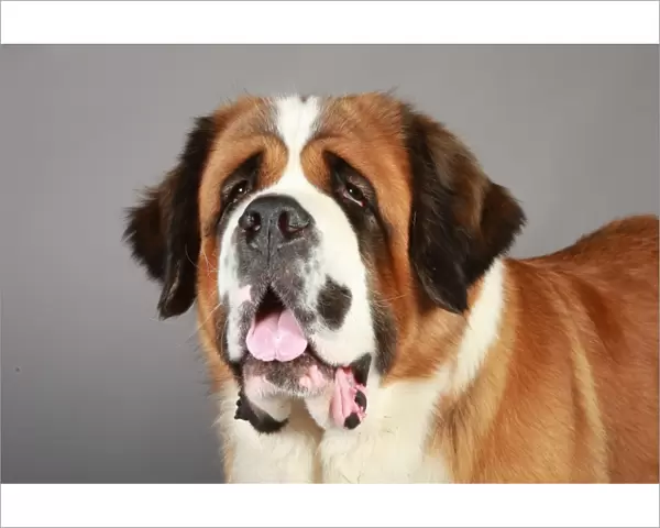 Crufts 2013, St Bernard, stock images, KCPL, nick ridley, working group, portrait