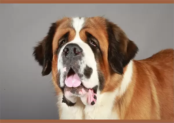Crufts 2013, St Bernard, stock images, KCPL, nick ridley, working group, portrait