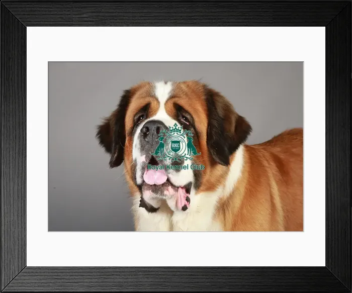 Framed Print : Crufts 2013, St Bernard, stock images, KCPL, nick ridley, working group, portrait