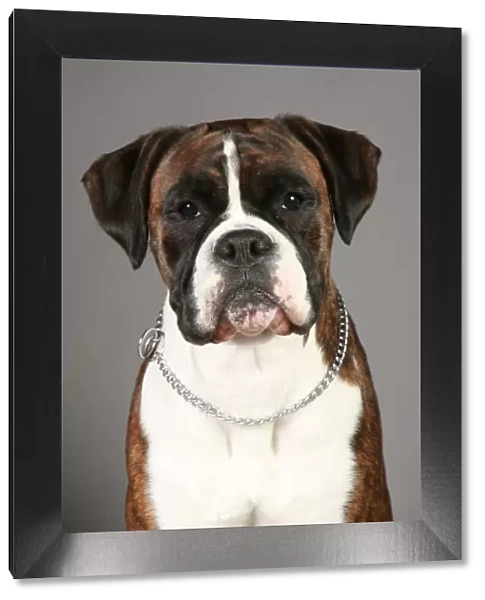 Boxer, Crufts 2013, working group, portrait, nick ridley, stock images, KCPL, KCPL_Stock
