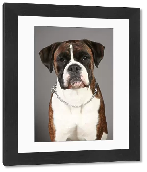 Boxer, Crufts 2013, working group, portrait, nick ridley, stock images, KCPL, KCPL_Stock