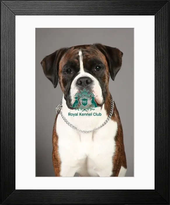 Framed Print : Boxer, Crufts 2013, working group, portrait, nick ridley, stock images, KCPL, KCPL_Stock Framed Print : Boxer, Crufts 2013, working group, portrait, nick ridley, stock images, KCPL, KCPL_Stock