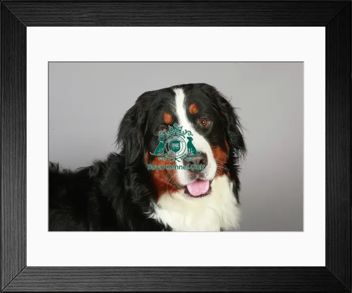 Framed Print : Bernese Mountain Dog, Crufts 2013, working dog, nick ridley, stock images, KCPL, portrait Framed Print : Bernese Mountain Dog, Crufts 2013, working dog, nick ridley, stock images, KCPL, portrait