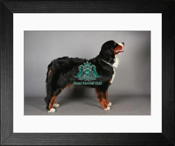 Framed Print : Bernese Mountain Dog, Crufts 2013, working group, nick ridley, portait, KCPL, stock images Framed Print : Bernese Mountain Dog, Crufts 2013, working group, nick ridley, portait, KCPL, stock images