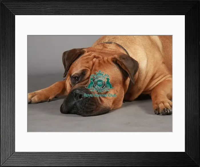 Framed Print : Crufts 2013, English Mastiff, working group, stock images, nick ridley, KCPL, portait