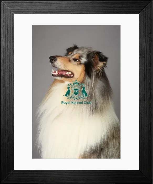 Framed Print : Collie Rough, Crufts 2013, stock images, portrait, nick ridley, KCPL, pastoral group Framed Print : Collie Rough, Crufts 2013, stock images, portrait, nick ridley, KCPL, pastoral group