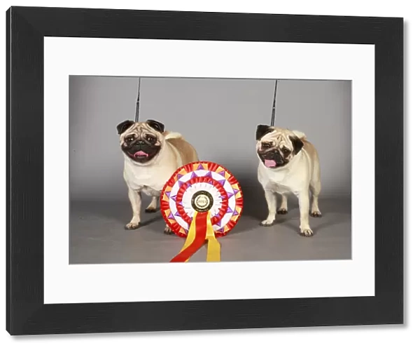 Crufts 2013, pug, Toy group, portrait, rosette, stock images, KCPL, nick ridley