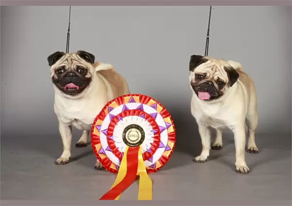Crufts 2013, pug, Toy group, portrait, rosette, stock images, KCPL, nick ridley