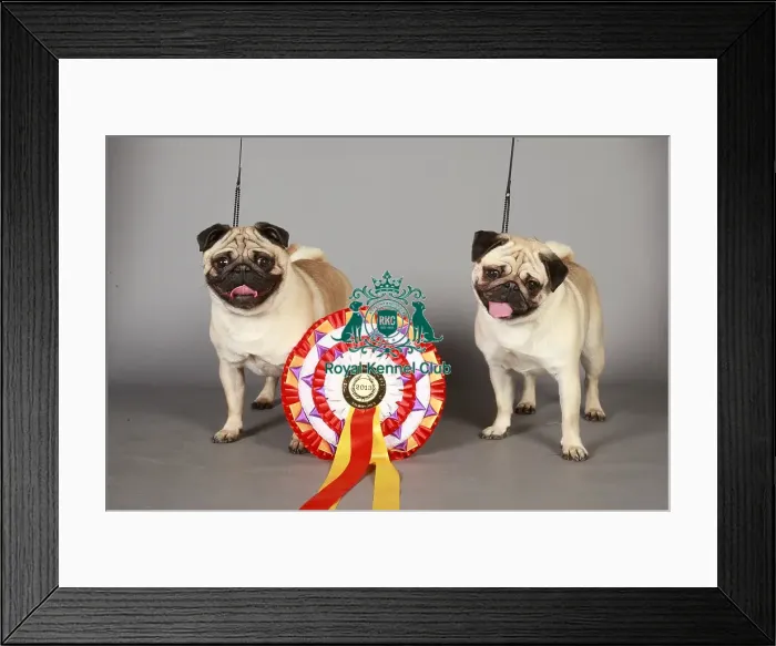 Framed Print : Crufts 2013, pug, Toy group, portrait, rosette, stock images, KCPL, nick ridley Framed Print : Crufts 2013, pug, Toy group, portrait, rosette, stock images, KCPL, nick ridley