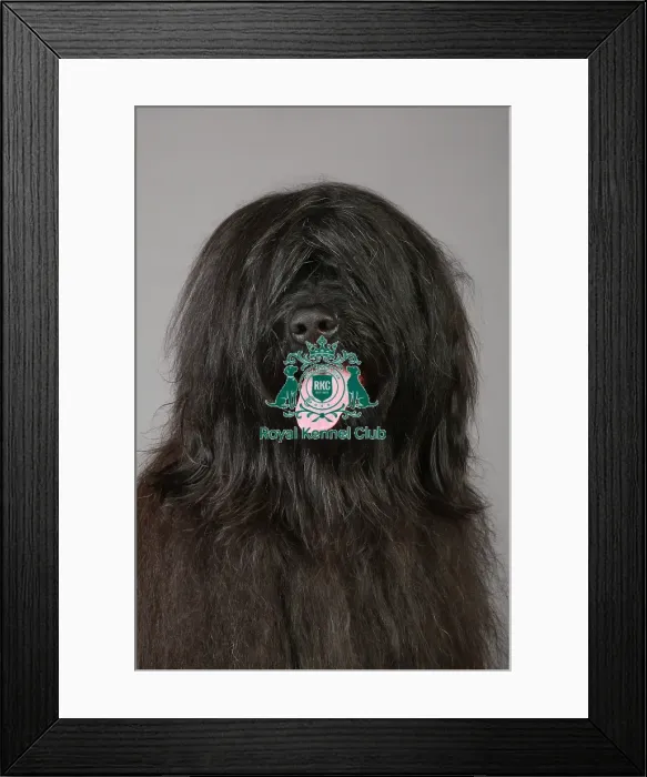 Framed Print : Briard, Crufts 2013, pastoral group, KCPL, nick ridley, portait, stock images, KCPL_Stock Framed Print : Briard, Crufts 2013, pastoral group, KCPL, nick ridley, portait, stock images, KCPL_Stock