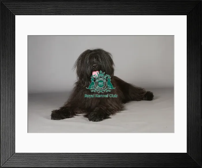 Framed Print : Briard, Crufts 2013, KCPL_Stock Framed Print : Briard, Crufts 2013, KCPL_Stock