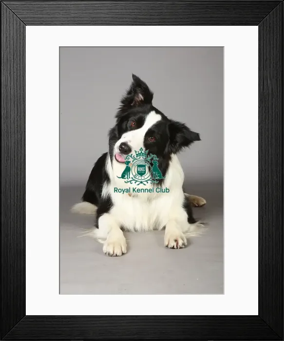 Framed Print : Crufts 2013, nick ridley, stock images, KCPL, KCPL_Stock, March 2013, Border Collie