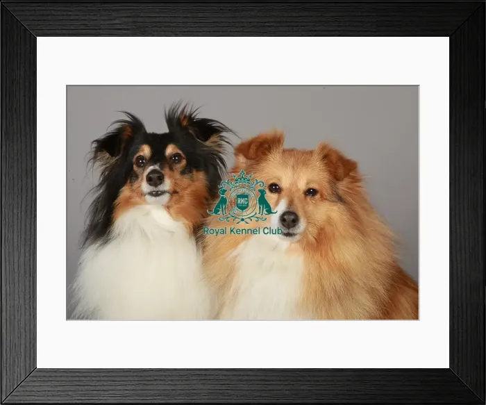 Framed Print : Crufts 2013, Shetland Sheepdog, pastoral, portrait, nick ridley, March 2013, stock images