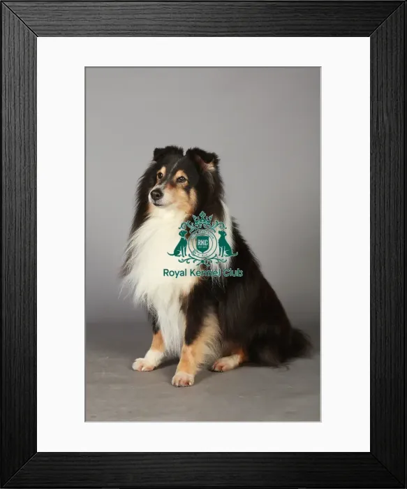 Framed Print : Crufts 2013, Shetland Sheepdog, pastoral, nick ridley, portrait, stock images, KCPL Framed Print : Crufts 2013, Shetland Sheepdog, pastoral, nick ridley, portrait, stock images, KCPL