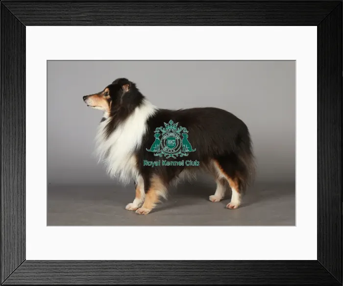 Framed Print : Crufts 2013, Shetland Sheepdog, KCPL_Stock Framed Print : Crufts 2013, Shetland Sheepdog, KCPL_Stock