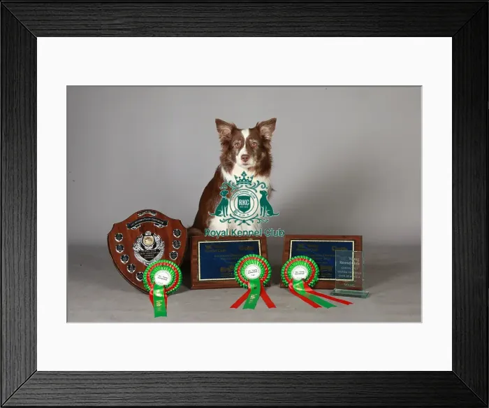 Framed Print : Crufts 2013, nick ridley, stock images, KCPL, KCPL_Stock, March 2013, Border Collie Framed Print : Crufts 2013, nick ridley, stock images, KCPL, KCPL_Stock, March 2013, Border Collie