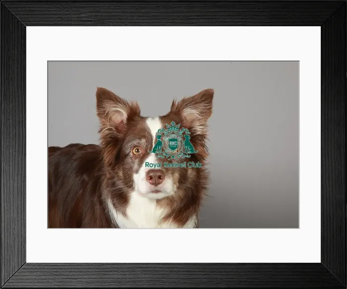 Framed Print : Crufts 2013, nick ridley, stock images, KCPL, KCPL_Stock, March 2013, Border Collie Framed Print : Crufts 2013, nick ridley, stock images, KCPL, KCPL_Stock, March 2013, Border Collie